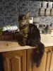 Кошки - Кошечка Мейн-кун - Вся Беларусь - Фото 4 Кошечка Мейн-кун - Вся Беларусь - 238343 - Доска объявлений Kupika.by - Фото 4