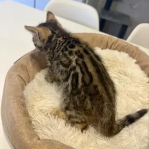 Бенгальские котята