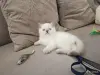 Кошки - Шотландские вислоухие плюшевые котята - Вся Беларусь - Фото 5 Шотландские вислоухие плюшевые котята - Вся Беларусь - 260597 - Доска объявлений Kupika.by - Фото 5