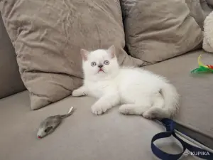 Шотландские вислоухие плюшевые котята