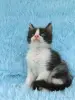 Мейн-кун котята - Вся Беларусь - 258041 - Доска объявлений Kupika.by