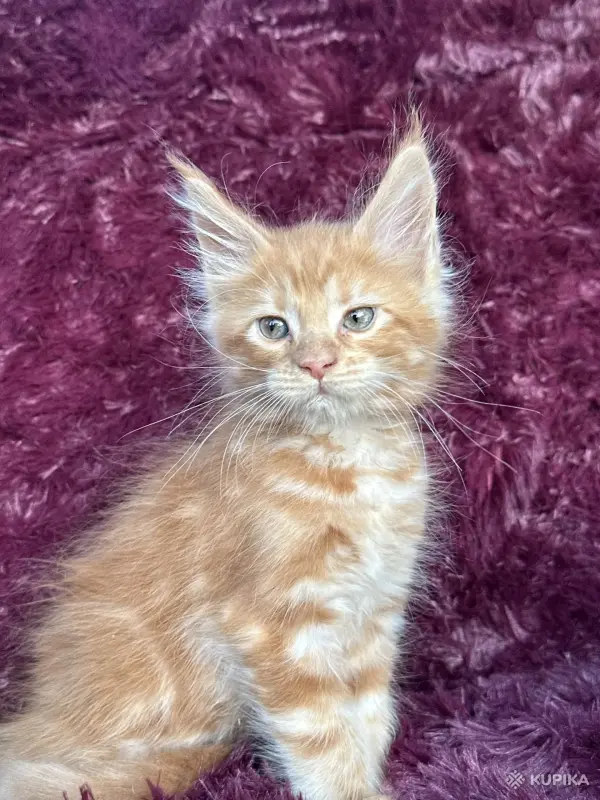 Кошки - Мейн-кун котята - Вся Беларусь - Фото 8 Мейн-кун котята - Вся Беларусь - 259120 - Доска объявлений Kupika.by - Фото 8