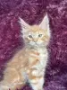 Кошки - Мейн-кун котята - Вся Беларусь - Фото 8 Мейн-кун котята - Вся Беларусь - 259120 - Доска объявлений Kupika.by - Фото 8
