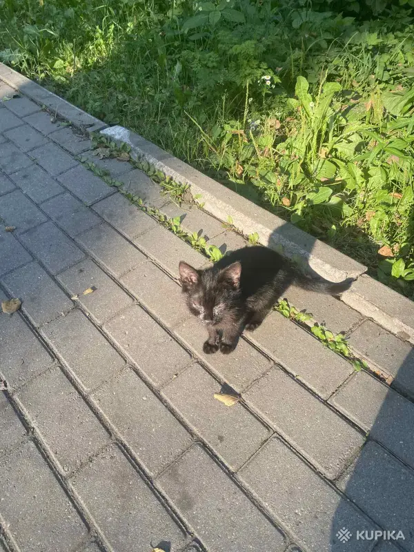 Котята возле озера Нарочь! Нужна передержка, дом, помощь! SOS! - Вся Беларусь - 259572 - Доска объявлений Kupika.by - Фото 2