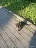 Котята возле озера Нарочь! Нужна передержка, дом, помощь! SOS! - Вся Беларусь - 259572 - Доска объявлений Kupika.by - Фото 2