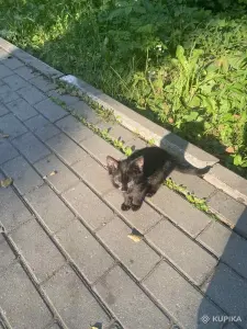 Котята возле озера Нарочь! НУЖНА ПЕРЕДЕРЖКА, ДОМ, ПОМОЩЬ! СОС