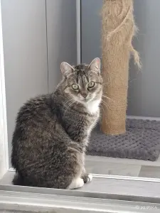 Кошка в дар