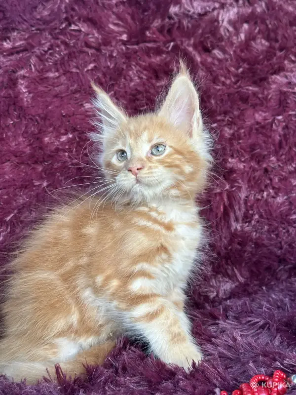 Кошки - Мейн-кун котята - Вся Беларусь - Фото 7 Мейн-кун котята - Вся Беларусь - 259120 - Доска объявлений Kupika.by - Фото 7