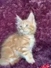 Кошки - Мейн-кун котята - Вся Беларусь - Фото 7 Мейн-кун котята - Вся Беларусь - 259120 - Доска объявлений Kupika.by - Фото 7