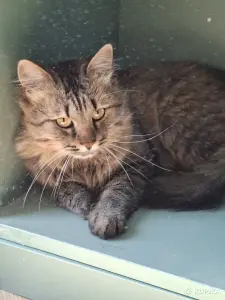 Кастрированный котик в добрые руки