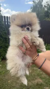Померанский шпиц