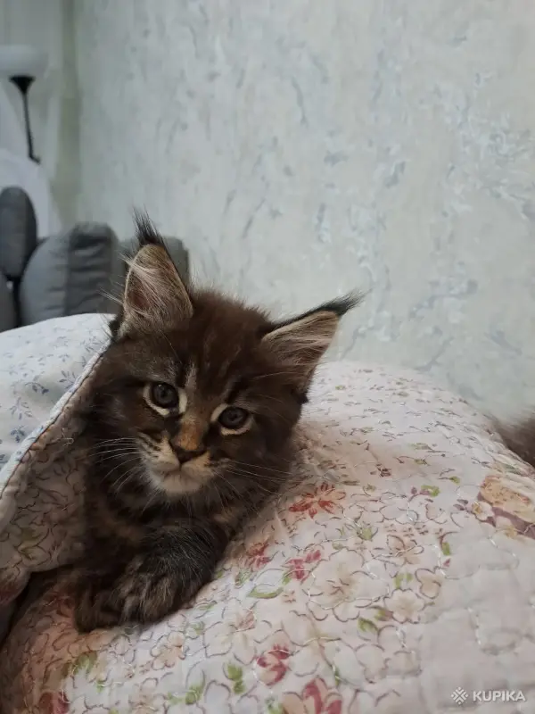 Котята породы Мейн кун