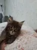 Котята породы Мейн кун - Вся Беларусь - 259786 - Доска объявлений Kupika.by