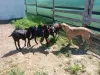 Сельскохозяйственные животные - Козлик - Вся Беларусь - Фото 2 Козлик - Вся Беларусь - 259967 - Доска объявлений Kupika.by - Фото 2
