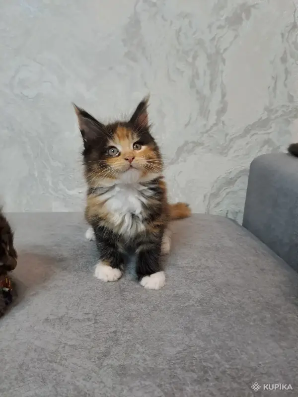 Котята породы Мейн кун - Вся Беларусь - 259786 - Доска объявлений Kupika.by - Фото 2