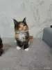 Котята породы Мейн кун - Вся Беларусь - 259786 - Доска объявлений Kupika.by - Фото 2