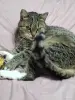 Очень ласковая кошечка в дар - Вся Беларусь - 260531 - Доска объявлений Kupika.by - Фото 2
