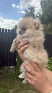 Померанский шпиц
