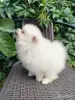 Собаки - Померанский шпиц, породный щенок- девочка! - Вся Беларусь - Фото 5 Померанский шпиц, породный щенок- девочка! - Вся Беларусь - 260687 - Доска объявлений Kupika.by - Фото 5
