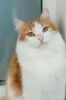 Алисей - кот из сказки - Вся Беларусь - 259166 - Доска объявлений Kupika.by - Фото 3