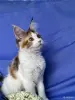 Кошки - Мейн-кун котенок девочка - Вся Беларусь - Фото 2 Мейн-кун котенок девочка - Вся Беларусь - 258246 - Доска объявлений Kupika.by - Фото 2