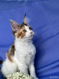 Мейн-кун котенок девочка