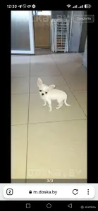 Чихуахуа