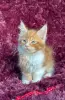 Кошки - Мейн-кун котята - Вся Беларусь - Фото 3 Мейн-кун котята - Вся Беларусь - 259120 - Доска объявлений Kupika.by - Фото 3