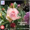 Другие услуги - Авторская песня на заказ - Вся Беларусь - Фото 14 Авторская песня на заказ - Вся Беларусь - 260788 - Доска объявлений Kupika.by - Фото 14