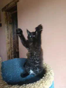 Кошечки Полидакт Мейн-кун