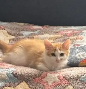 Котенок в дар