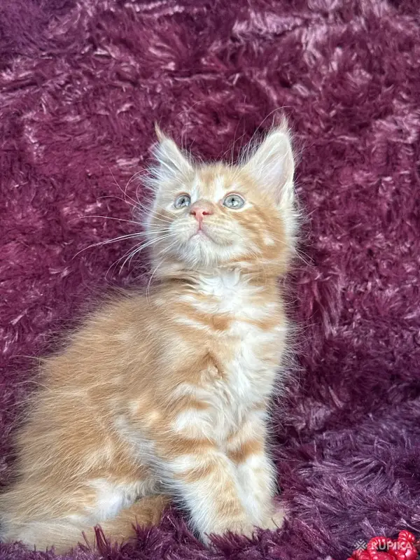 Кошки - Мейн-кун котята - Вся Беларусь - Фото 6 Мейн-кун котята - Вся Беларусь - 259120 - Доска объявлений Kupika.by - Фото 6