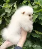 Собаки - Померанский шпиц, породный щенок- девочка! - Вся Беларусь Померанский шпиц, породный щенок- девочка! - Вся Беларусь - 260687 - Доска объявлений Kupika.by