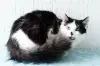 Кошки - Доня - скромная кошечка - Вся Беларусь - Фото 6 Доня - скромная кошечка - Вся Беларусь - 259216 - Доска объявлений Kupika.by - Фото 6