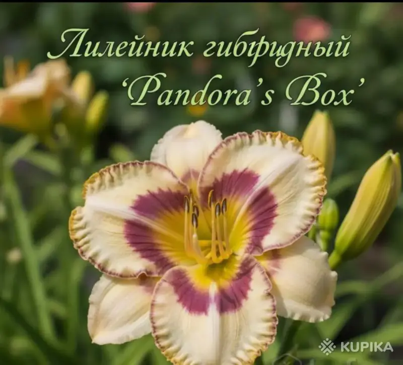 Саженцы, рассада - Саженцы пиона и лилейника - Вся Беларусь - Фото 2 Саженцы пиона и лилейника - Вся Беларусь - 259145 - Доска объявлений Kupika.by - Фото 2
