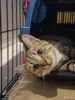 Котёнок кошечка в дар - Вся Беларусь - 260530 - Доска объявлений Kupika.by - Фото 2
