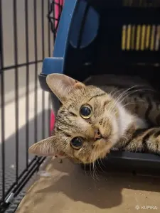 Котёнок кошечка в дар