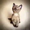 Кошки - Американская бурма - Вся Беларусь Американская бурма - Вся Беларусь - 259613 - Доска объявлений Kupika.by