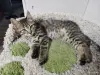 Кошки - Котята - Вся Беларусь - Фото 3 Котята - Вся Беларусь - 259078 - Доска объявлений Kupika.by - Фото 3