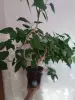 Роза продаю с горшком и блюдцем, высота метр, длина 120 - Вся Беларусь - 260181 - Доска объявлений Kupika.by