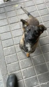 Щенок