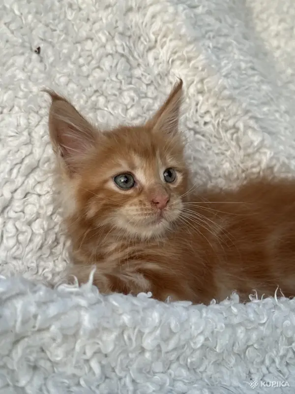 Кошки - Мейн-кун котята - Вся Беларусь - Фото 6 Мейн-кун котята - Вся Беларусь - 260346 - Доска объявлений Kupika.by - Фото 6