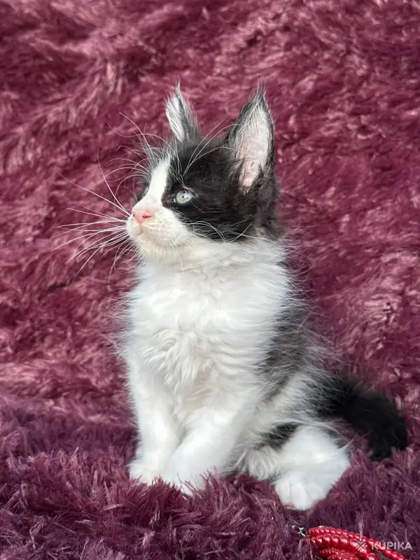 Кошки - Мейн-кун котята - Вся Беларусь - Фото 10 Мейн-кун котята - Вся Беларусь - 259120 - Доска объявлений Kupika.by - Фото 10