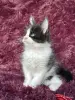 Кошки - Мейн-кун котята - Вся Беларусь - Фото 10 Мейн-кун котята - Вся Беларусь - 259120 - Доска объявлений Kupika.by - Фото 10