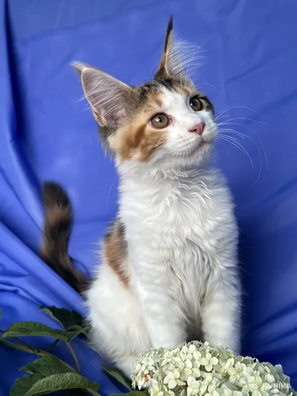 Кошки - Мейн-кун котенок девочка - Вся Беларусь - Фото 7 Мейн-кун котенок девочка - Вся Беларусь - 258246 - Доска объявлений Kupika.by - Фото 7