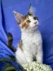 Кошки - Мейн-кун котенок девочка - Вся Беларусь - Фото 7 Мейн-кун котенок девочка - Вся Беларусь - 258246 - Доска объявлений Kupika.by - Фото 7
