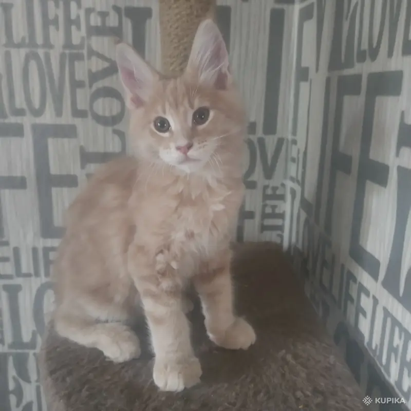 Чистокровные Котята Мейн-Кун - Вся Беларусь - 259752 - Доска объявлений Kupika.by - Фото 2