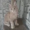 Чистокровные Котята Мейн-Кун - Вся Беларусь - 259752 - Доска объявлений Kupika.by - Фото 2