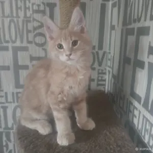 Чистокровные Котята Мейн-Кун