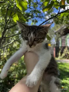 Котенок